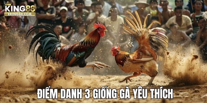 Điểm danh 3 giống gà được yêu thích tại King88