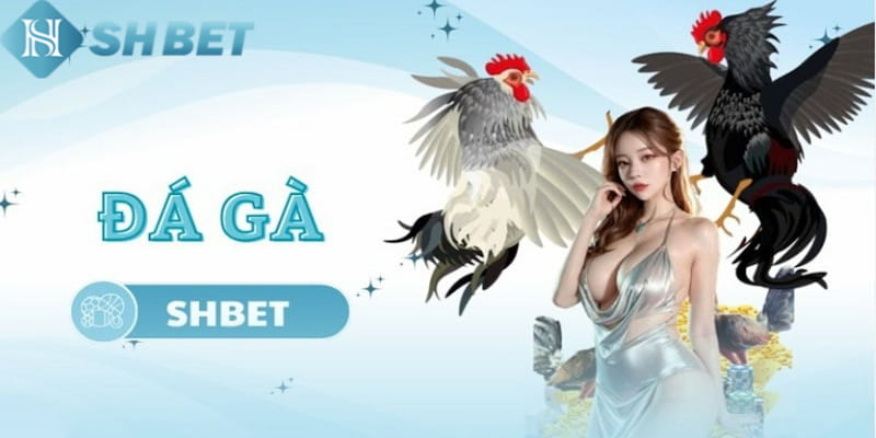 Shbet thuộc top 5 trang đá gà uy tín hiện nay